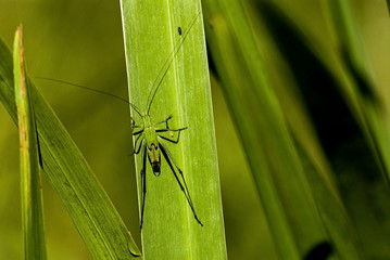 Conocephalus dorsalis / Conocéphale des roseaux