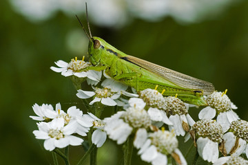 Chorthippus parallelus / Criquet des pâtures