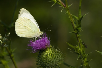 Pieris brassicae / Piéride du chou