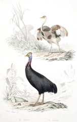 Oiseaux de Buffon / Nandou d'Amérique / Casoar à casque