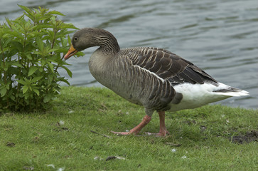 Anser anser / Oie cendrée
