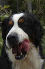 Chien / Race : Bouvier Bernois