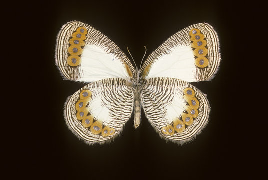 Physcaeneura Leda