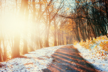 Forest Road in the autumn.  Landscape.