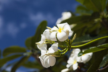 Obraz premium Beautiful tropical flowers