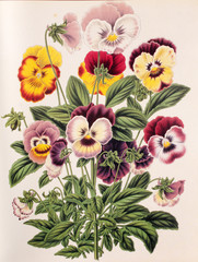 Illustration botanique / Viola tricolor / Pensée