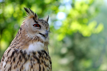 Eyes wild owl sitting on a branch in the fores