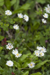 Aster bellidiastrum / Aster fausse pâquerette