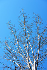 Tree branches with sunshine and blue sky