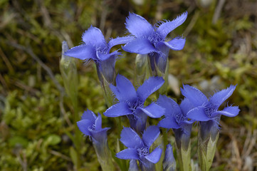 Gentiana ciliata / Gentiane cili&eacute;e