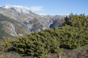 Juniperus nana / Genévrier des Alpes