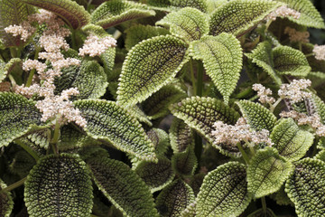 Pilea involucrata 'Moon Valley'