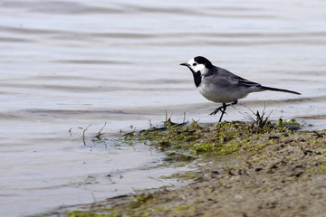 Motacilla alba / Bergeronnette grise