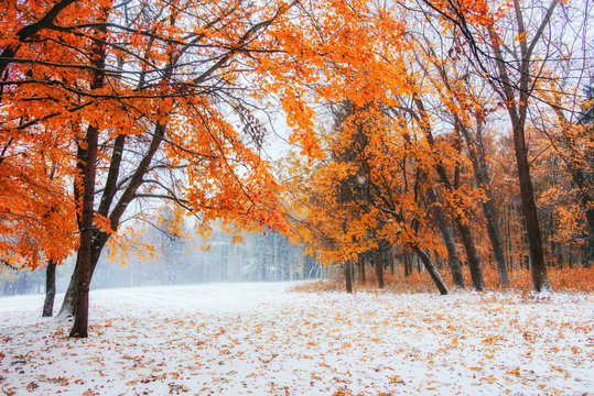 October Mountain Beech Forest With First Winter Snow 