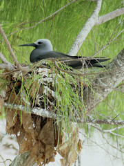 Anous stolidus  / Noddi brun