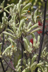 Anigozanthos flavidus / Plante Kangourou