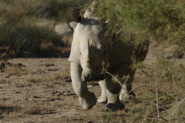 Ceratotherium simum / Rhinocéros blanc