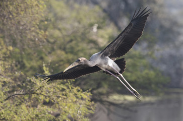 Mycteria leucocephala / Tantale indien