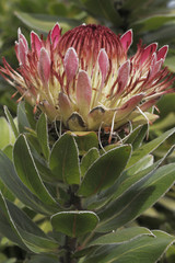 Protea roupelliae / Protée