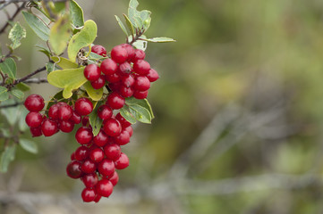 Smilax aspera / Salsepareille d'Europe