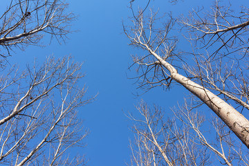 Looking up top of  trees with blue sky above. Branches full of s