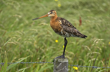 Limosa limosa / Barge à queue noire