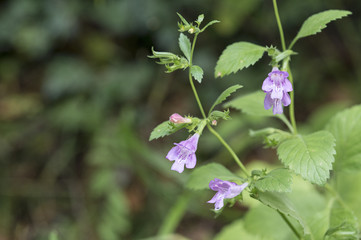 Calamintha grandiflora / Calament à grandes fleurs