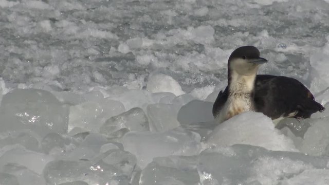 The black-throated loon (Gavia arctica) on ice