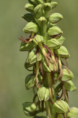 Aceras anthropophorum / Acéras homme pendu