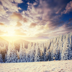 Fantastic winter landscape. Magic sunset in the mountains a frosty day. On the eve of the holiday. The dramatic scene. Carpathian, Ukraine, Europe. Happy New Year