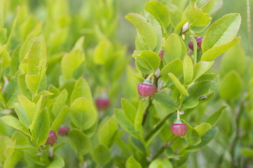 Vaccinium myrtillus / Myrtille / Myrtillier