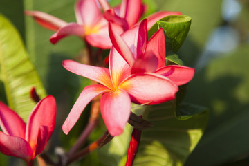 Beautiful tropical flowers