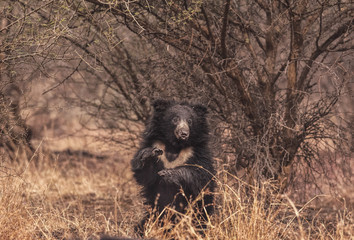 Ursus ursus / Melursus ursinus / Ours lippu