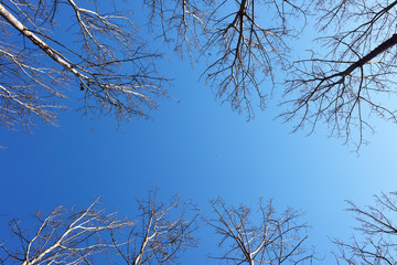 Looking up top of  trees with blue sky above. Branches full of s