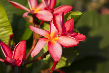 Fototapeta premium Beautiful tropical flowers