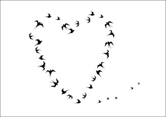 Fototapeta premium the heart shaped silhouettes of birds vector image