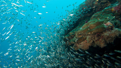 Large school of silver fish swirling around rocks