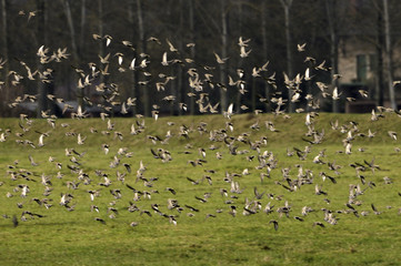 Sturnus vulgaris / Etourneau sansonnet