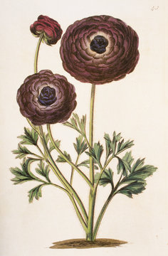 Illustration botanique / Ranunculus asiaticus / Renoncule des fleuristes  Stock Illustration | Adobe Stock