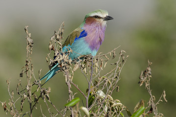 Coracias caudatus / Rollier à poitrine lilas / Rollier à longs brins