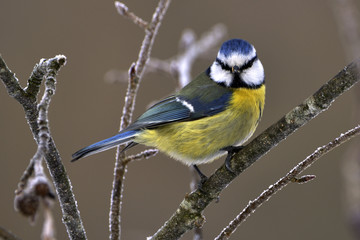 Parus caeruleus / Cyanistes caeruleus / Mésange bleue