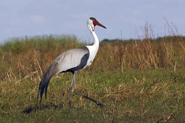 Grus carunculatus / Grue caronculee