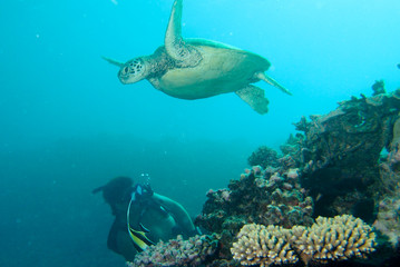 Giant turtle swimming above diver on reef