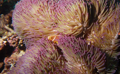 Naklejka na ściany i meble Clown fish hiding amongst purple tipped sea anemone