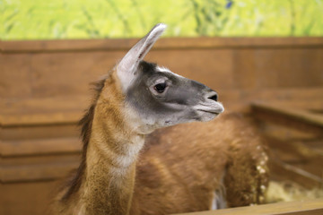 beautiful mammal herbivore lama in the aviary