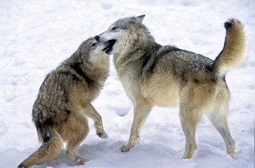 Canis lupus tundrorum / Loup d'Alaska