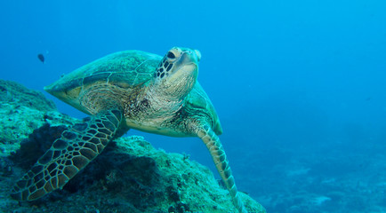 Giant turtle swimming slowly along reef