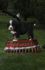 Chien / Race : Bouvier Bernois