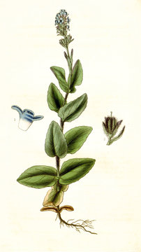 Illustration botanique Véronique des Alpes
