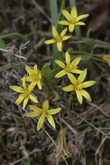 Gagea burnatii / Gagée de Burnat